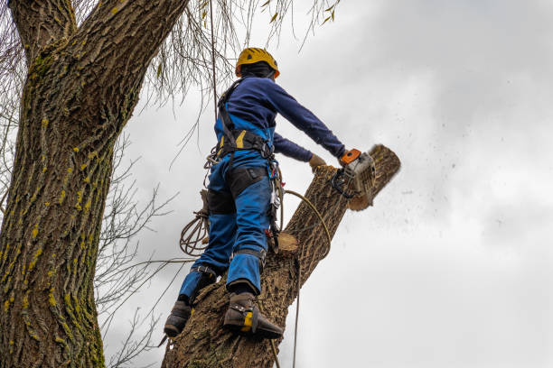 Best Tree Risk Assessment  in USA